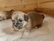 Shih-Poo Puppies for sale in Knoxville, TN, USA. price: $1,500