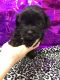 Shih-Poo Puppies for sale in Elizabethtown, KY, USA. price: NA