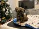 Shih-Poo Puppies for sale in St. Petersburg, FL, USA. price: NA