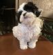 Shih-Poo Puppies for sale in Middletown, CT, USA. price: NA