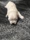Shih-Poo Puppies for sale in Decatur, IL, USA. price: $950