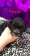 Shih-Poo Puppies for sale in Elizabethtown, KY, USA. price: $400