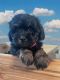 Shih-Poo Puppies for sale in Buford, GA, USA. price: $1,200