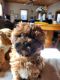 Shih-Poo Puppies for sale in Colorado Springs, CO, USA. price: $150,000