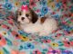 Shih-Poo Puppies for sale in Sparta, WI 54656, USA. price: $900