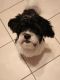 Shih-Poo Puppies for sale in Hobart, IN, USA. price: $700