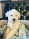 Shih-Poo Puppies for sale in Spring Valley, CA, USA. price: $180,000