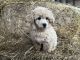 Shih-Poo Puppies for sale in Linesville, PA 16424, USA. price: $700