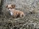 Shih-Poo Puppies for sale in Linesville, PA 16424, USA. price: NA