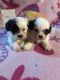 Shih-Poo Puppies