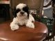 Shih-Poo Puppies for sale in Middletown, CT, USA. price: NA