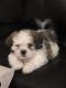 Shih-Poo Puppies for sale in North Las Vegas, NV 89032, USA. price: NA