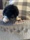 Shih-Poo Puppies for sale in Lafayette, TN 37083, USA. price: $500