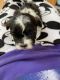 Shih-Poo Puppies for sale in Parker, CO, USA. price: $1,200