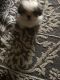 Shih-Poo Puppies for sale in Lawrenceville, GA, USA. price: NA