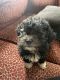 Shih-Poo Puppies for sale in 4306 Pacific Ave, Riverside, CA 92509, USA. price: NA