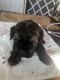 Shih-Poo Puppies for sale in Scarsdale, NY 10583, USA. price: NA
