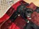 Shih-Poo Puppies for sale in Elkton, VA 22827, USA. price: $700