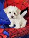 Shih-Poo Puppies for sale in Eastchester, NY, USA. price: NA