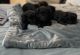 Shih-Poo Puppies for sale in Wilmington, DE, USA. price: NA