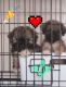 Shih-Poo Puppies for sale in Enterprise, AL 36330, USA. price: $600