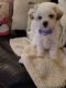 Shih-Poo Puppies for sale in South Charleston, OH 45368, USA. price: NA