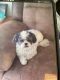 Shih-Poo Puppies for sale in Mechanicville, NY 12118, USA. price: NA