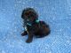 Shih-Poo Puppies for sale in Hacienda Heights, CA, USA. price: $799
