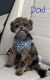 Shih-Poo Puppies for sale in Knoxville, TN, USA. price: $1,750