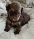 Shih-Poo Puppies for sale in Charleston, SC, USA. price: $900