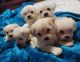 Shih-Poo Puppies for sale in Waterbury, CT, USA. price: NA