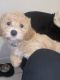 Shih-Poo Puppies for sale in Fort Lauderdale, FL, USA. price: NA