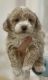 Shih-Poo Puppies for sale in Knoxville, TN, USA. price: $1,199