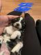 Shih-Poo Puppies for sale in 12373 Bill Mitchell Dr, El Paso, TX 79938, USA. price: $130