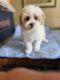 Shih-Poo Puppies for sale in Cleveland, OH, USA. price: $600