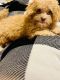 Shih-Poo Puppies for sale in Hillsborough, NC 27278, USA. price: $600