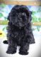 Shih-Poo Puppies for sale in Canton, OH, USA. price: $850
