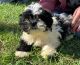 Shih-Poo Puppies for sale in Chipley, FL 32428, USA. price: $750
