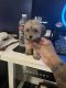 Shih-Poo Puppies for sale in Austin, TX 78754, USA. price: $1,000