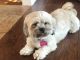 Shih-Poo Puppies for sale in Baywood-Los Osos, CA 93402, USA. price: NA