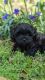 Shih-Poo Puppies for sale in Abbeville, SC 29620, USA. price: $1,200