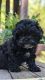 Shih-Poo Puppies for sale in Abbeville, SC 29620, USA. price: $1,100