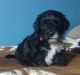 Shih-Poo Puppies for sale in Elkhart, IN, USA. price: NA