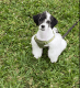 Shih-Poo Puppies for sale in Lake Worth, FL, USA. price: NA