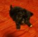 Shih-Poo Puppies for sale in 25972 Regal Ave, Hayward, CA 94544, USA. price: NA