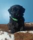 Shih-Poo Puppies for sale in Elkhart, IN, USA. price: $800