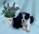 Shih-Poo Puppies for sale in Macomb, MI 48042, USA. price: $650