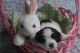 Shih-Poo Puppies for sale in 5761 Emerald Lakes Dr, Medina, OH 44256, USA. price: NA