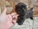 Shih-Poo Puppies for sale in Gilbert, AZ, USA. price: $1,700