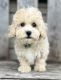 Shih-Poo Puppies for sale in Canton, OH, USA. price: $750